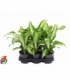 Dracaena