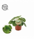 Pilea
