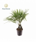 Trachycarpus