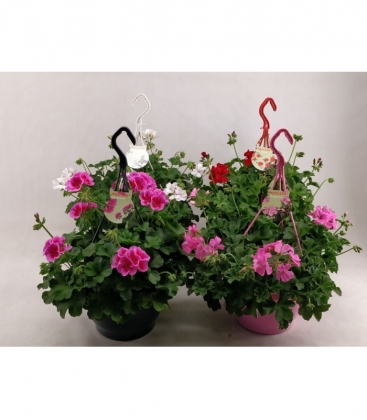 Pelargonium