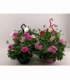 Pelargonium