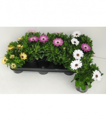 Osteospermum