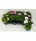 Osteospermum