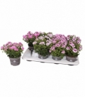 Pelargonium