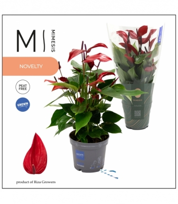 Anthurium