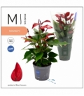 Anthurium