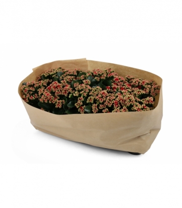 Kalanchoe