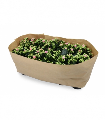 Kalanchoe