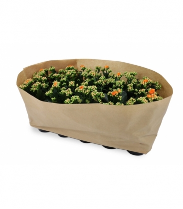 Kalanchoe