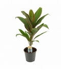 Cordyline