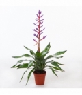 Aechmea