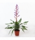 Aechmea