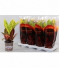 Codiaeum