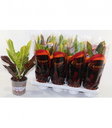 Codiaeum