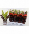 Codiaeum