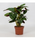 Ctenanthe