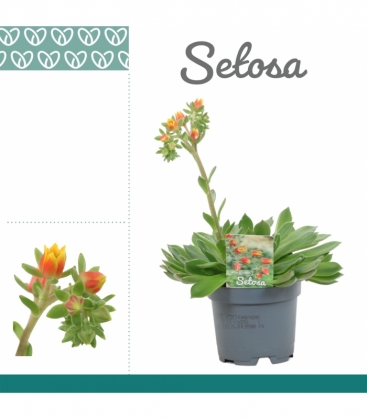 Echeveria