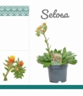 Echeveria