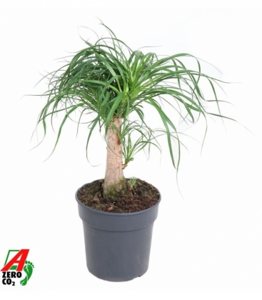 Beaucarnea