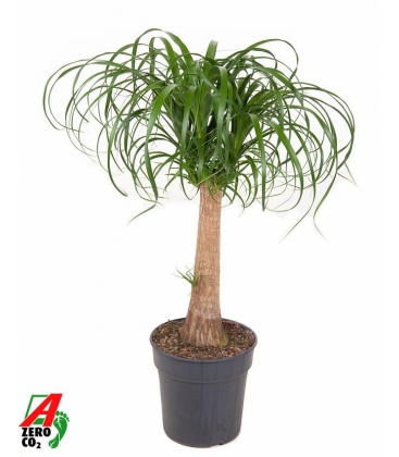 Beaucarnea