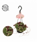 Saxifraga