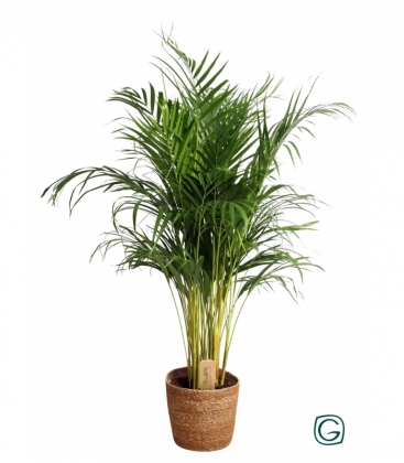 Dypsis