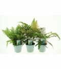 Fern