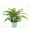 Polystichum