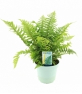 Dryopteris