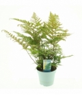 Dryopteris
