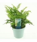 Polypodium