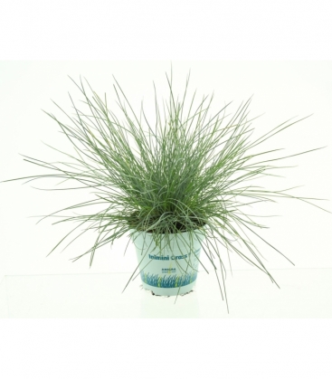 Festuca