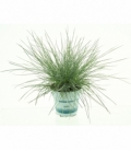 Festuca