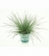 Festuca