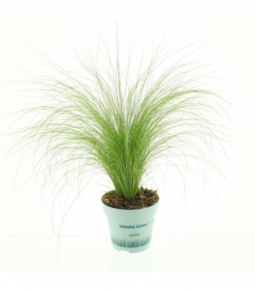 Stipa
