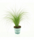 Stipa