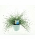 Festuca
