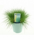 Festuca