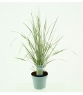 Calamagrostis