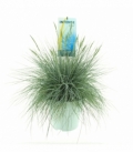Festuca