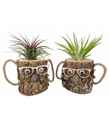 Tillandsia
