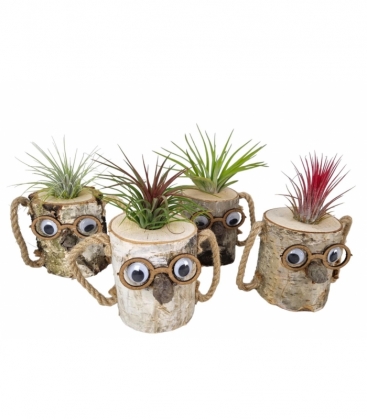 Tillandsia