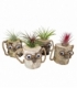 Tillandsia