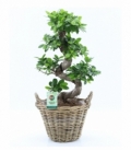 Ficus