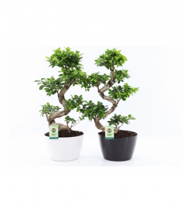 Ficus