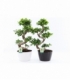 Ficus