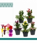 Zantedeschia