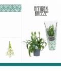 Ornithogalum
