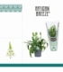 Ornithogalum