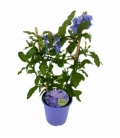 Plumbago